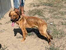 MONTU, Hund, Mischlingshund in Ungarn - Bild 5