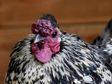 PETER, Vogel, Huhn in Hamburg - Bild 2