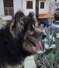GANDALF, Hund, Mischlingshund in Griechenland - Bild 1