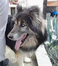 GANDALF, Hund, Mischlingshund in Griechenland - Bild 10