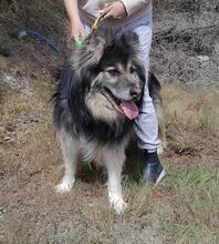 GANDALF, Hund, Mischlingshund in Griechenland - Bild 11