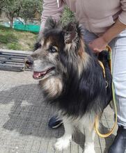 GANDALF, Hund, Mischlingshund in Griechenland - Bild 12