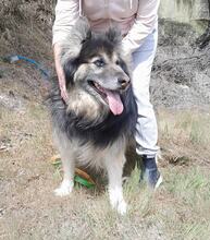 GANDALF, Hund, Mischlingshund in Griechenland - Bild 13
