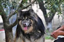 GANDALF, Hund, Mischlingshund in Griechenland - Bild 14