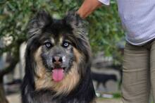 GANDALF, Hund, Mischlingshund in Griechenland - Bild 15