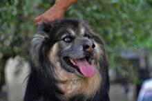 GANDALF, Hund, Mischlingshund in Griechenland - Bild 17