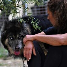 GANDALF, Hund, Mischlingshund in Griechenland - Bild 2