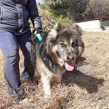 GANDALF, Hund, Mischlingshund in Griechenland - Bild 20