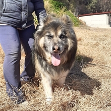 GANDALF, Hund, Mischlingshund in Griechenland - Bild 21