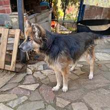 GANDALF, Hund, Mischlingshund in Griechenland - Bild 23