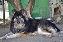 GANDALF, Hund, Mischlingshund in Griechenland - Bild 3