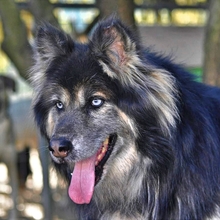 GANDALF, Hund, Mischlingshund in Griechenland - Bild 4