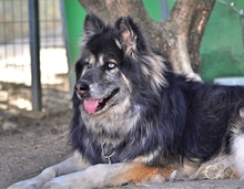 GANDALF, Hund, Mischlingshund in Griechenland - Bild 5