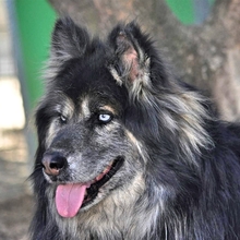 GANDALF, Hund, Mischlingshund in Griechenland - Bild 6