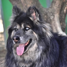 GANDALF, Hund, Mischlingshund in Griechenland - Bild 7