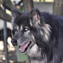 GANDALF, Hund, Mischlingshund in Griechenland - Bild 9