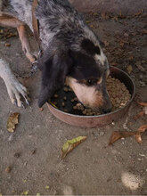 FLEUR, Hund, Mischlingshund in Bulgarien - Bild 2