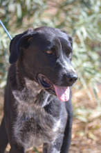 LALA, Hund, Mischlingshund in Spanien - Bild 1