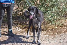LALA, Hund, Mischlingshund in Spanien - Bild 10