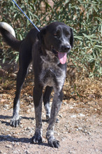 LALA, Hund, Mischlingshund in Spanien - Bild 2