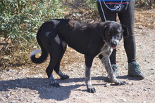 LALA, Hund, Mischlingshund in Spanien - Bild 3