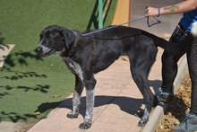 LALA, Hund, Mischlingshund in Spanien - Bild 4