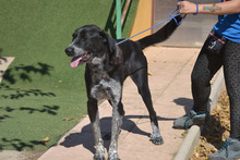 LALA, Hund, Mischlingshund in Spanien - Bild 5