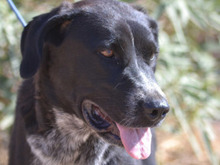 LALA, Hund, Mischlingshund in Spanien - Bild 8