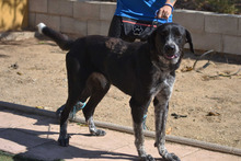 LALA, Hund, Mischlingshund in Spanien - Bild 9