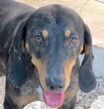 ARLO, Hund, Mischlingshund in Zypern - Bild 1