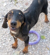 ARLO, Hund, Mischlingshund in Zypern - Bild 3