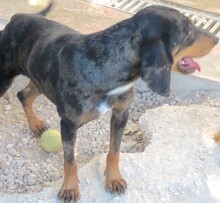 ARLO, Hund, Mischlingshund in Zypern - Bild 5