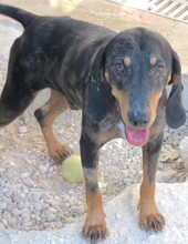 ARLO, Hund, Mischlingshund in Zypern - Bild 6