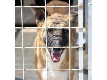 BONITA, Hund, Mischlingshund in Rumänien - Bild 2