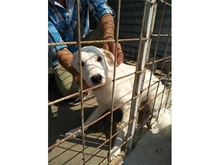 KNUD, Hund, Mischlingshund in Rumänien