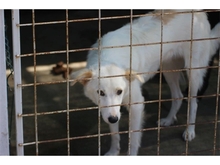 KNUD, Hund, Mischlingshund in Rumänien - Bild 3