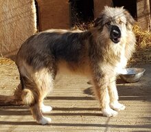LOWA, Hund, Mischlingshund in Rumänien - Bild 1