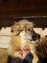 LOWA, Hund, Mischlingshund in Rumänien - Bild 10