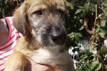 LOWA, Hund, Mischlingshund in Rumänien - Bild 13