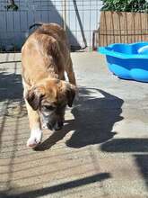 LOWA, Hund, Mischlingshund in Rumänien - Bild 17