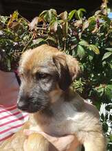 LOWA, Hund, Mischlingshund in Rumänien - Bild 18
