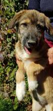 LOWA, Hund, Mischlingshund in Rumänien - Bild 19