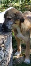 LOWA, Hund, Mischlingshund in Rumänien - Bild 20