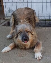 LOWA, Hund, Mischlingshund in Rumänien - Bild 3