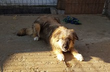 LOWA, Hund, Mischlingshund in Rumänien - Bild 4