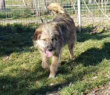 LOWA, Hund, Mischlingshund in Rumänien - Bild 6