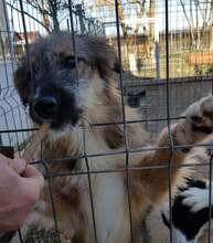 LOWA, Hund, Mischlingshund in Rumänien - Bild 7