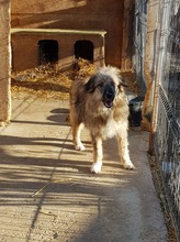 LOWA, Hund, Mischlingshund in Rumänien - Bild 8