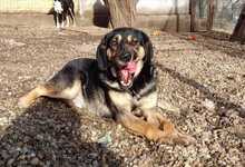 MAX, Hund, Mischlingshund in Rumänien - Bild 12