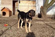MAX, Hund, Mischlingshund in Rumänien - Bild 13